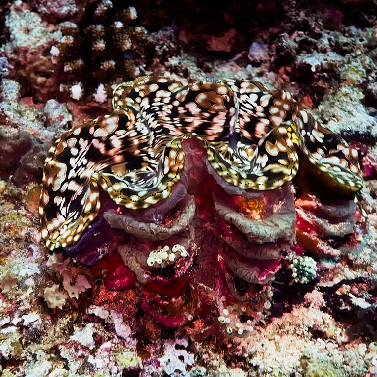 Clams