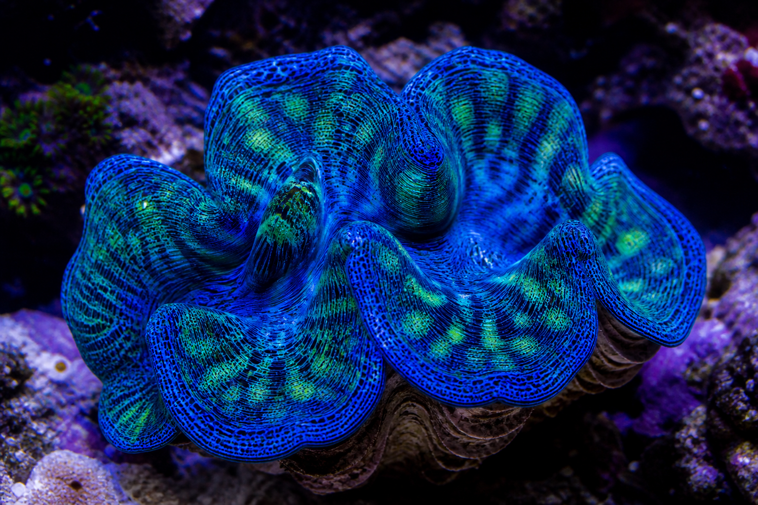 Maxima Clam