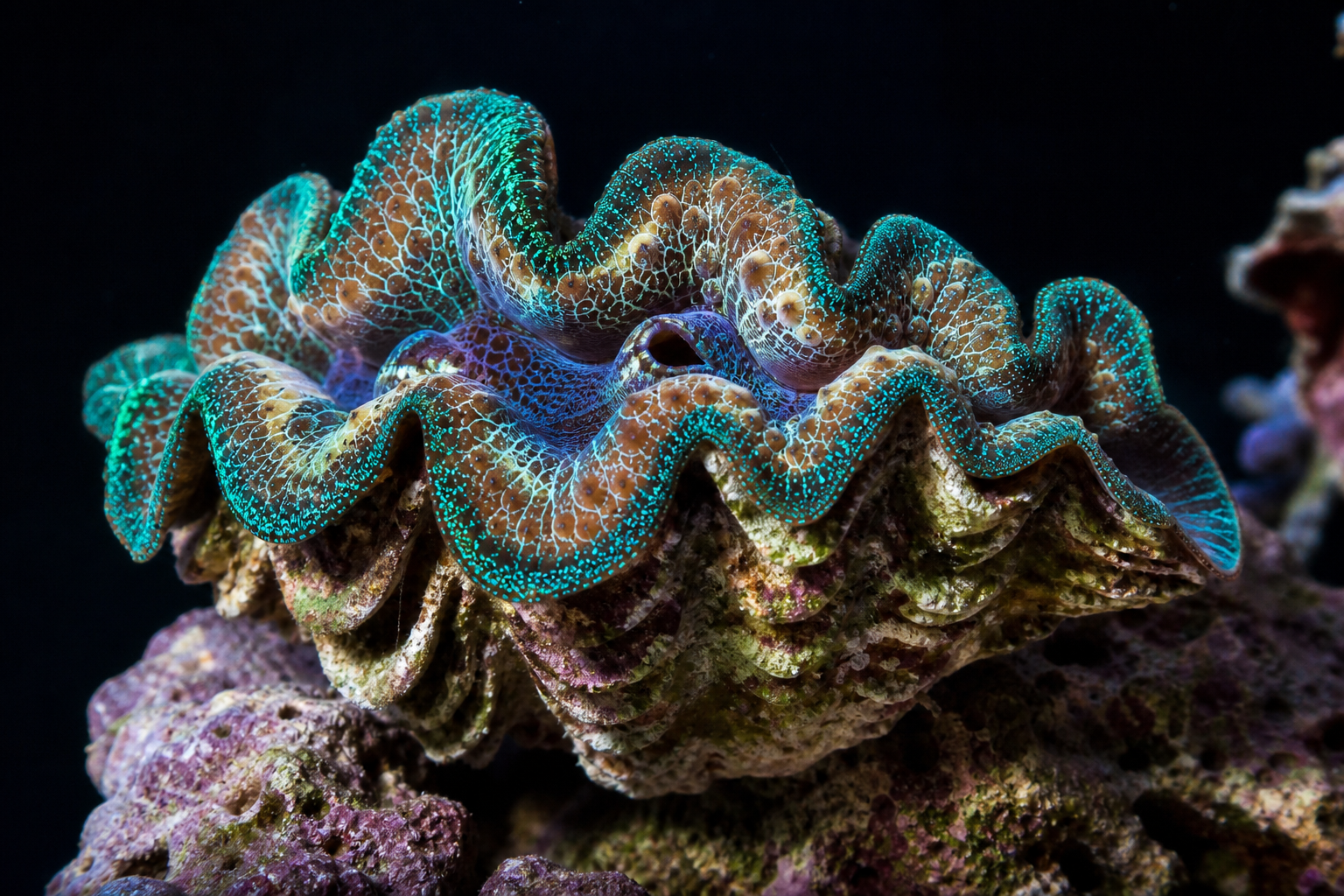 Squamosa Clam