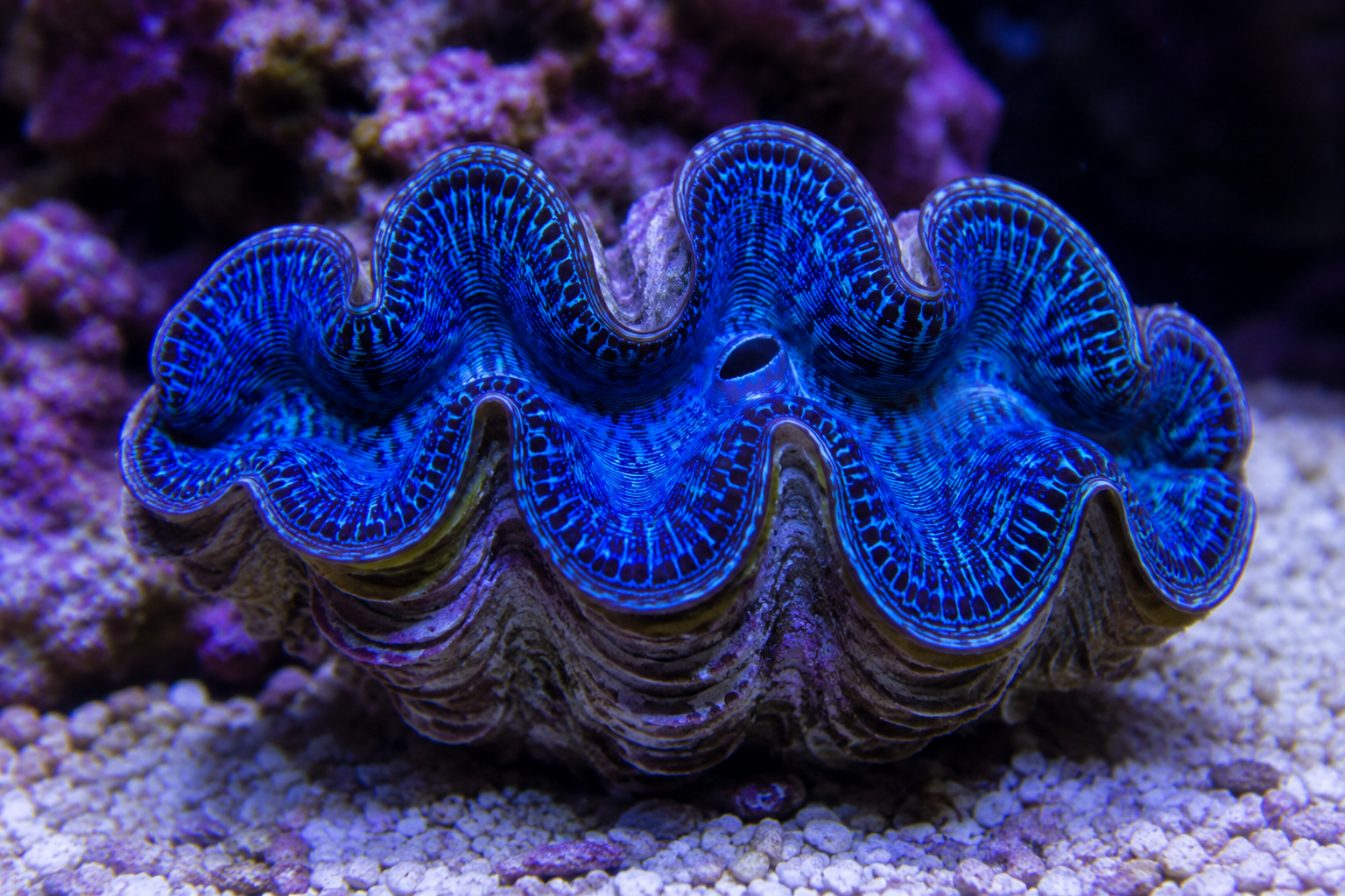 Tridacna Clam