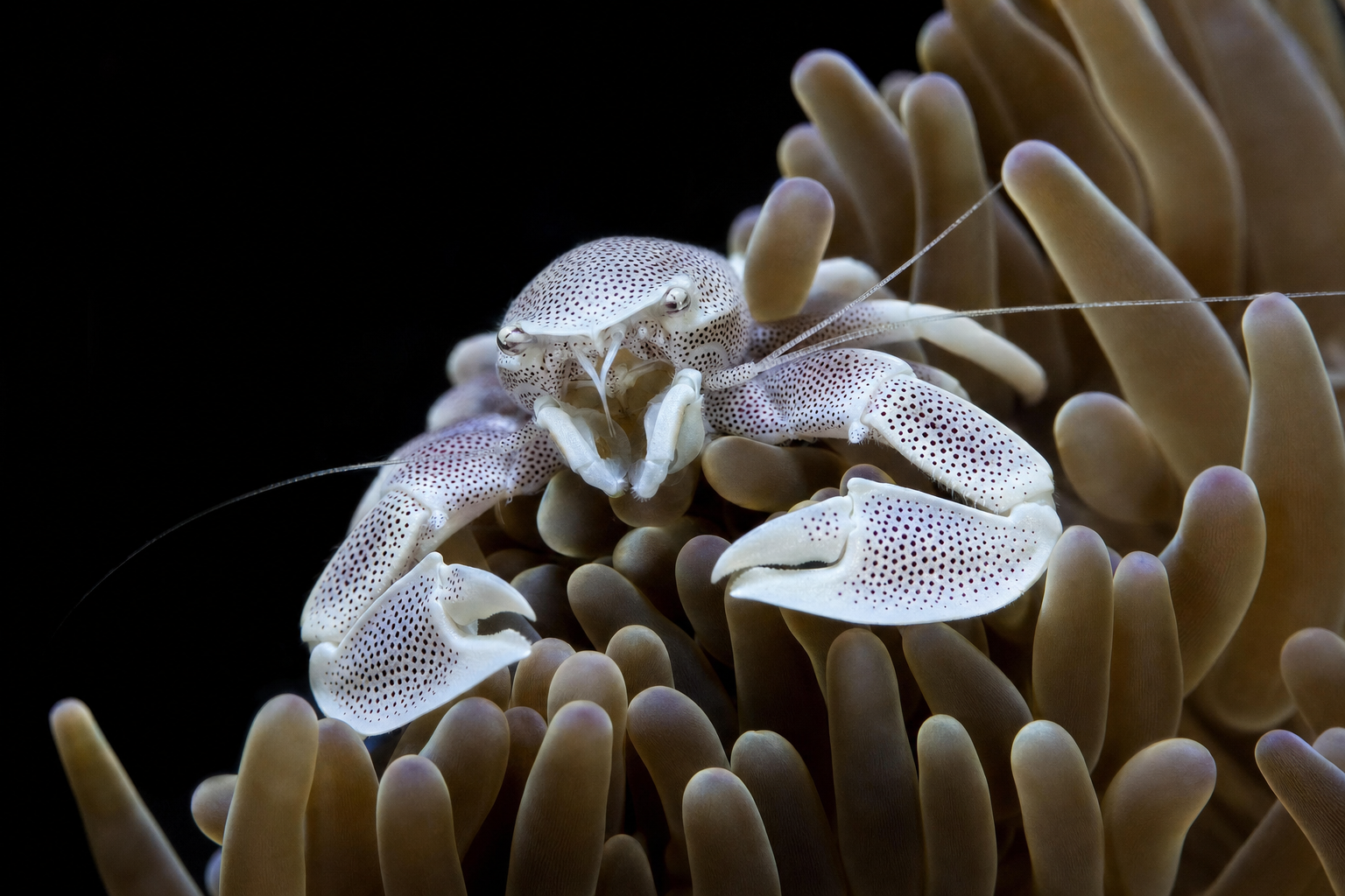 Anemone Crab