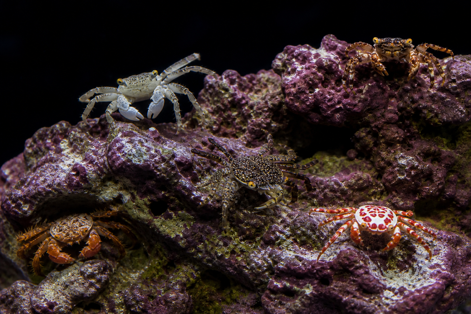 Gorilla Crabs