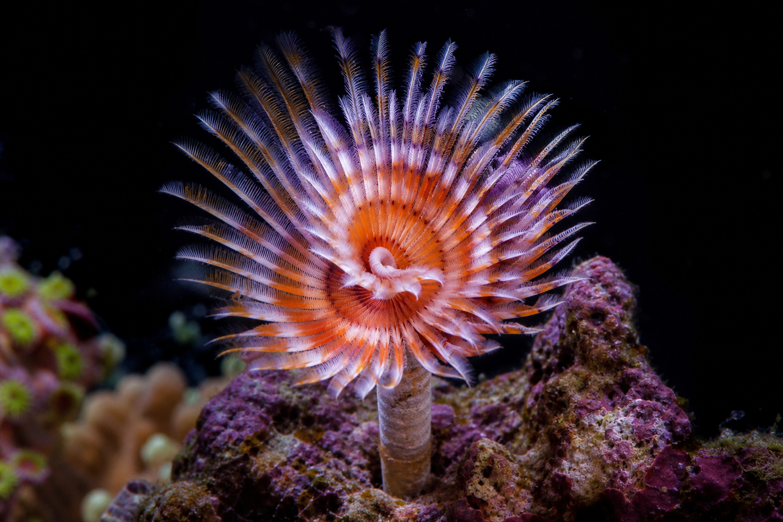 Predatory Oenone Worm (Oenone fulgida)