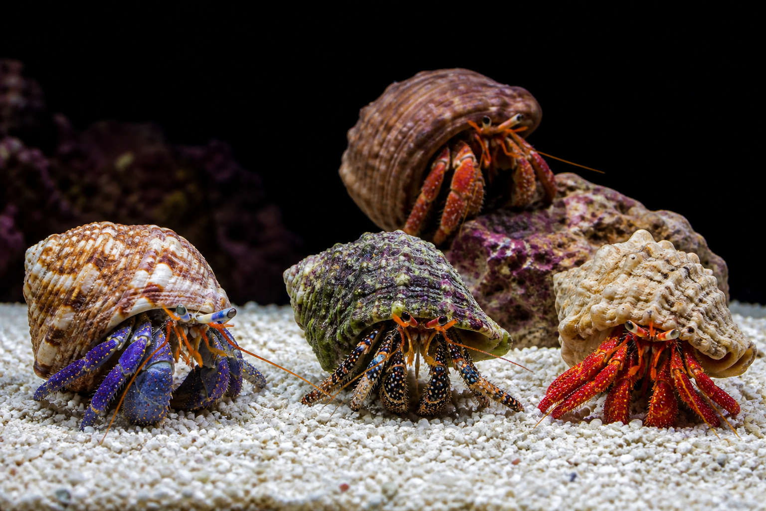 Hermit Crabs