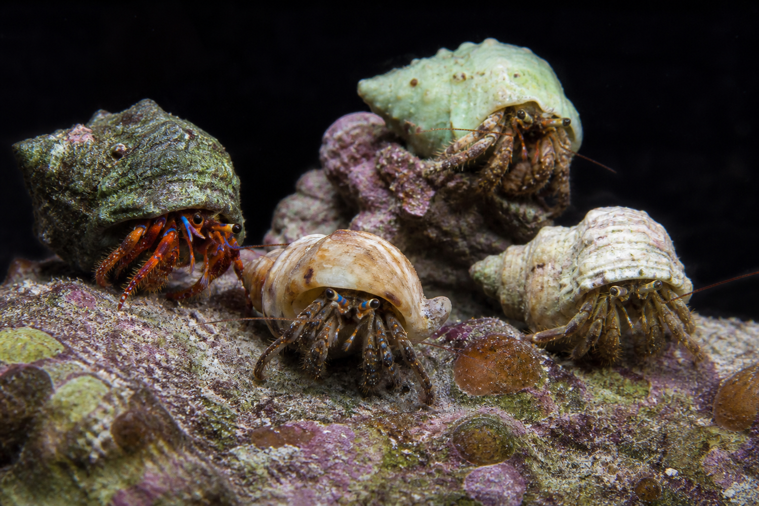 Other Hermit Crabs