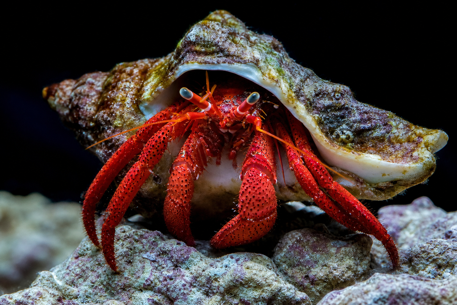 Scarlet Hermit Crab