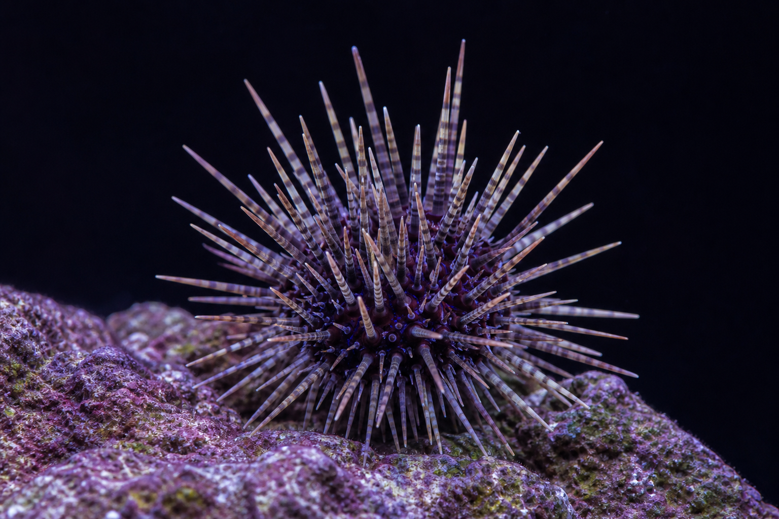 Collector Urchin