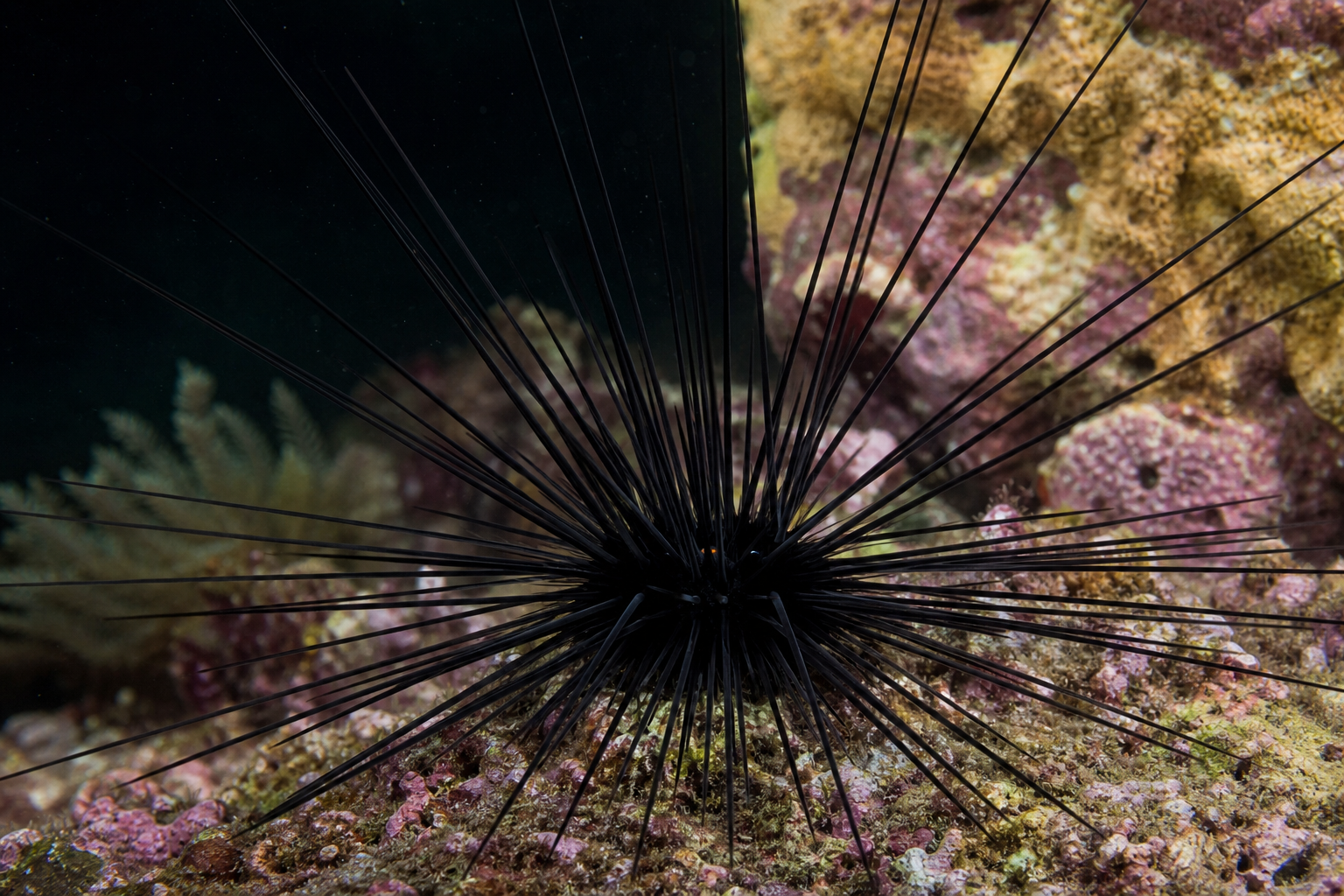 Longspine Urchin