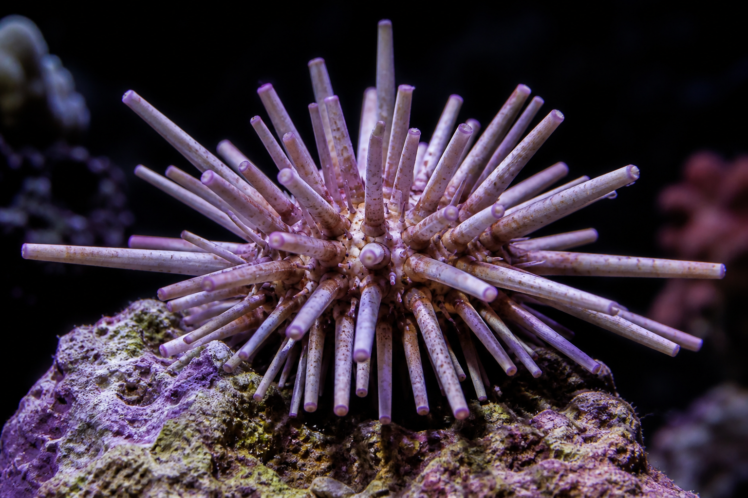 Pencil Urchin