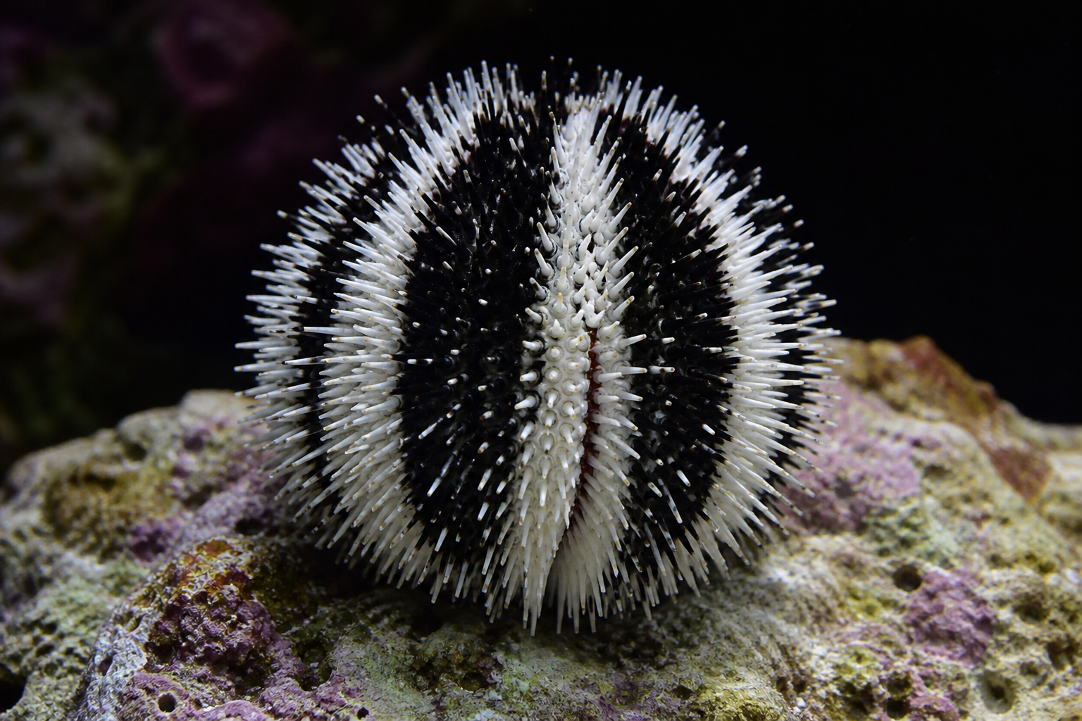 Tuxedo Urchin