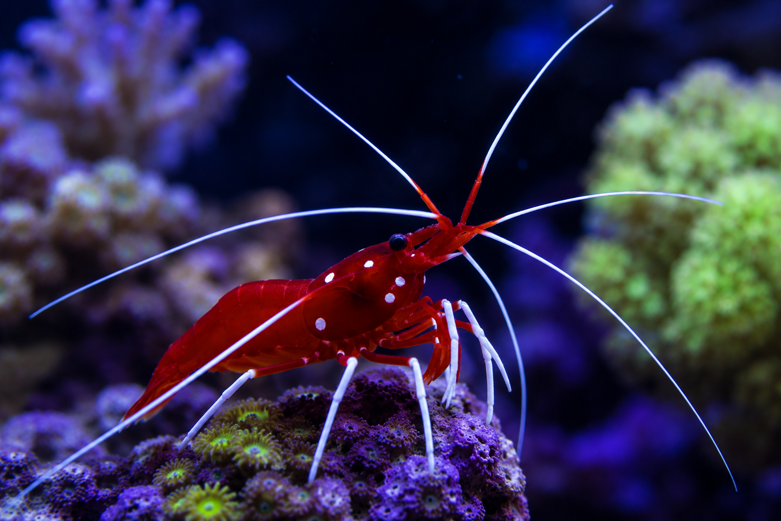Fire Shrimp
