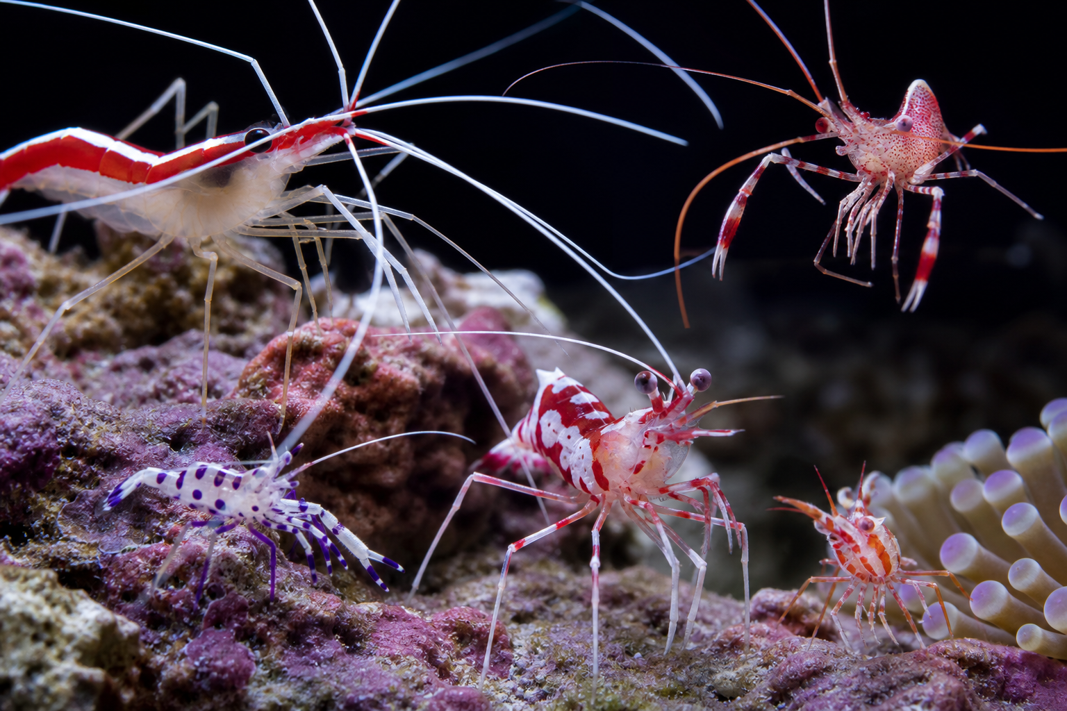Other Shrimp