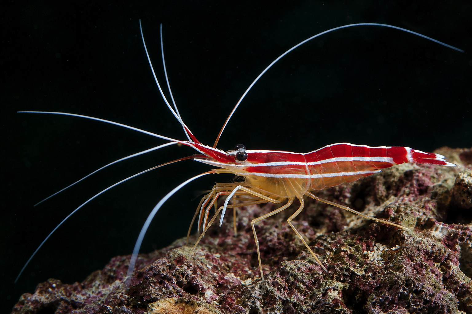 Peppermint Shrimp