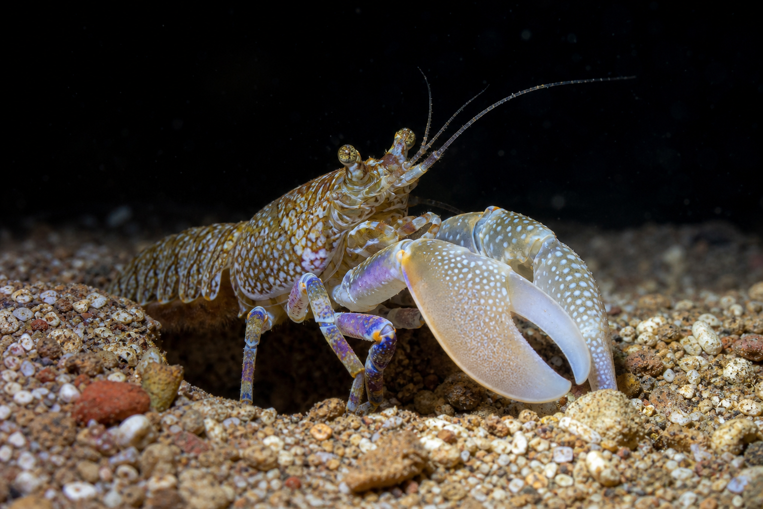 Pistol Shrimp