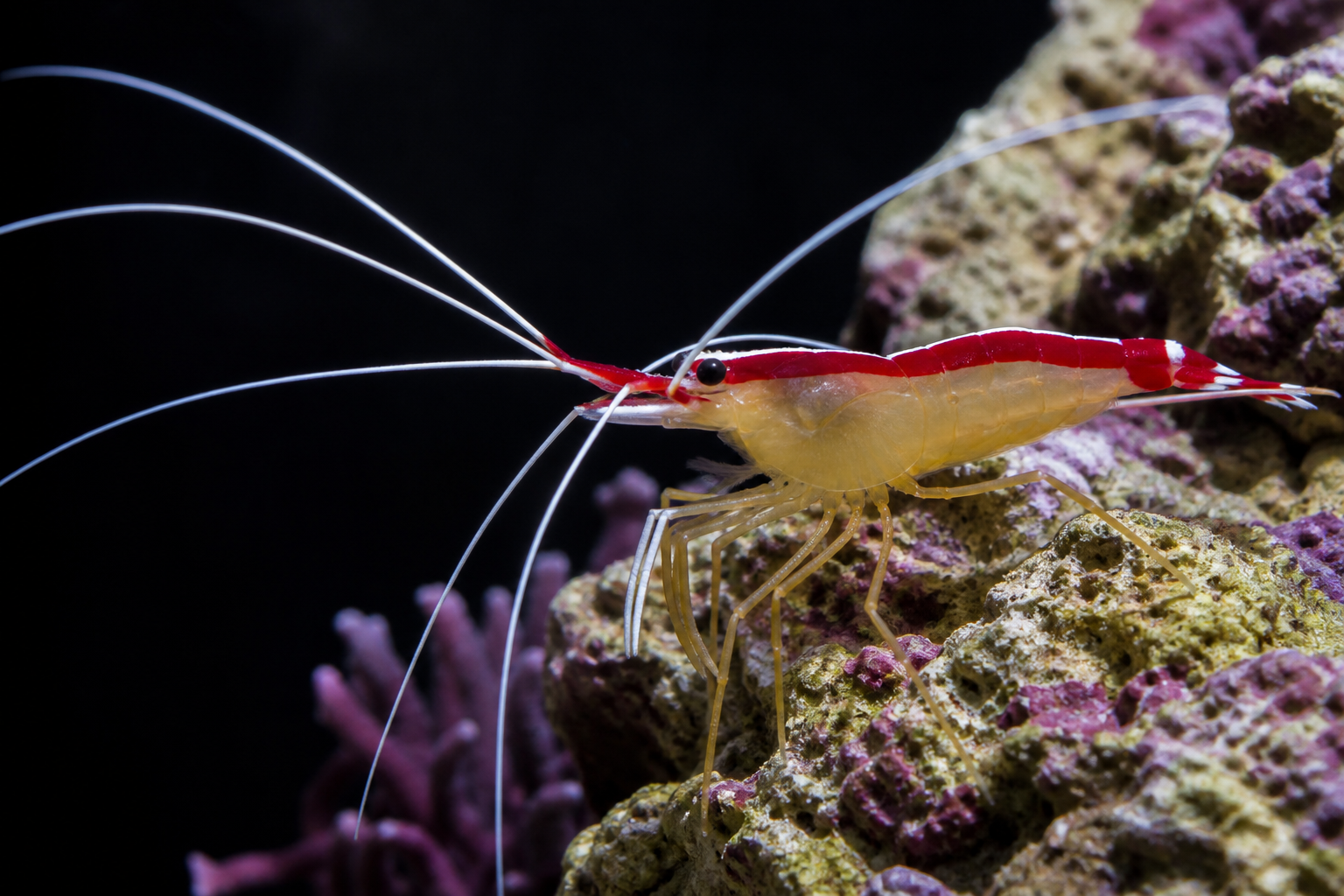 Skunk Cleaner Shrimp