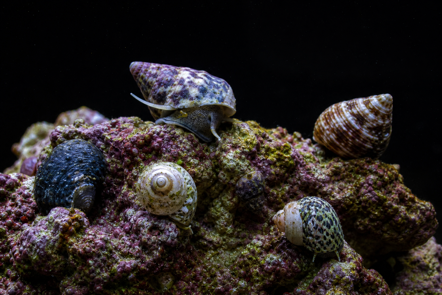 Snails
