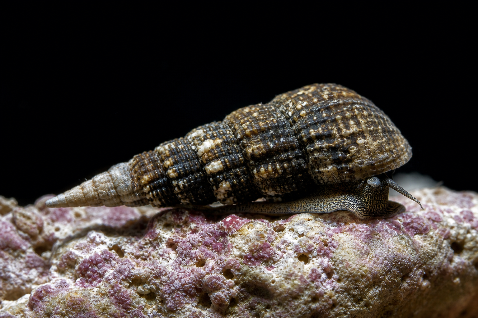 Trochus Snail