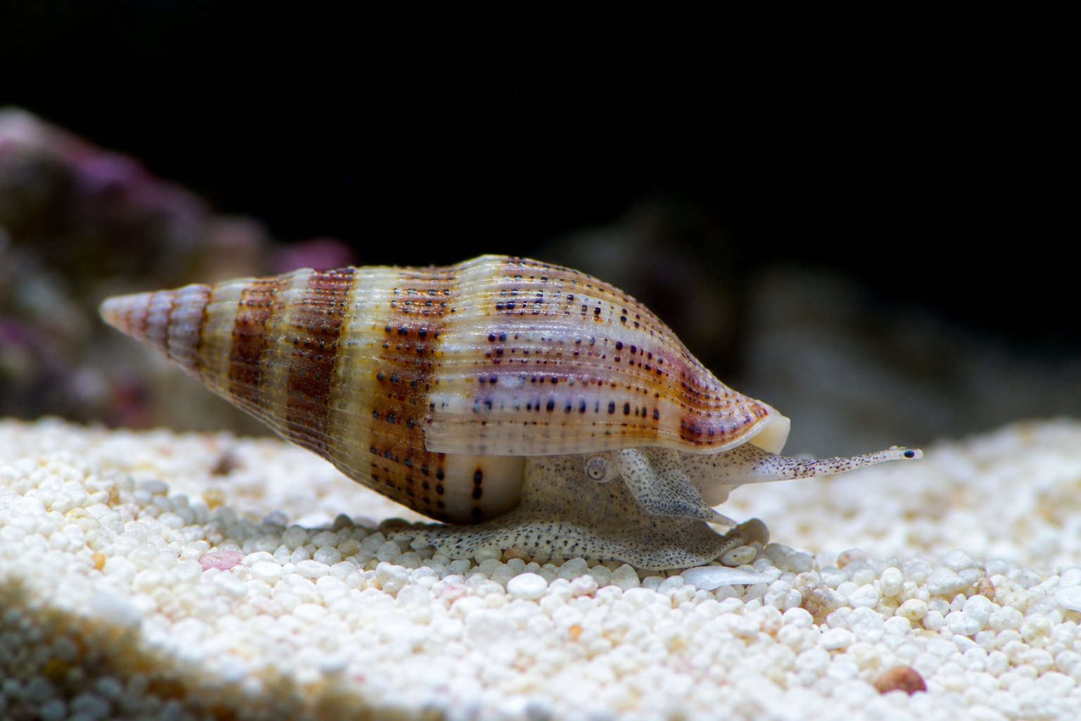 Turbo Snail