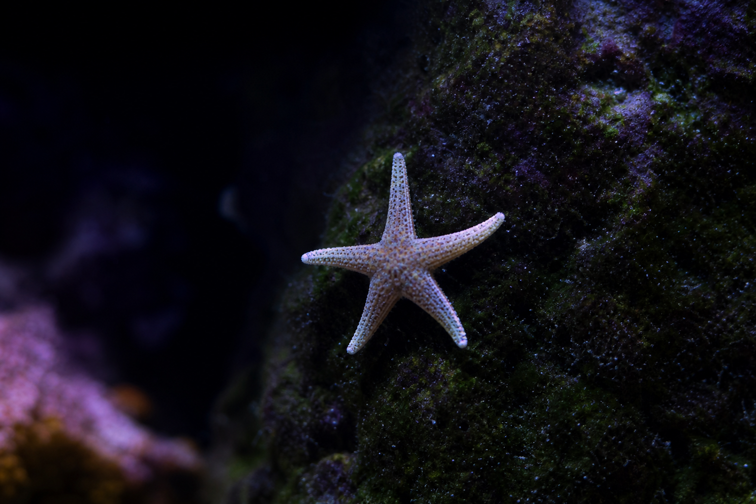 Asterina Starfish