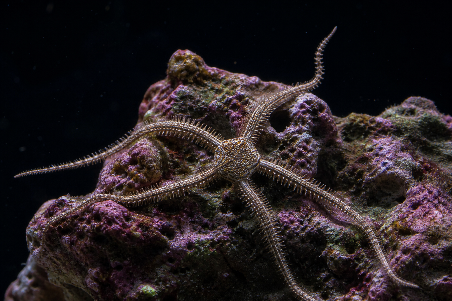 Brittle Star